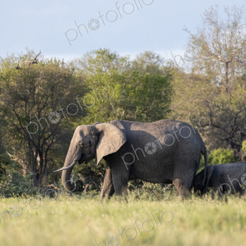 African elephant, Loxodonta africana, mother and calf walking together.