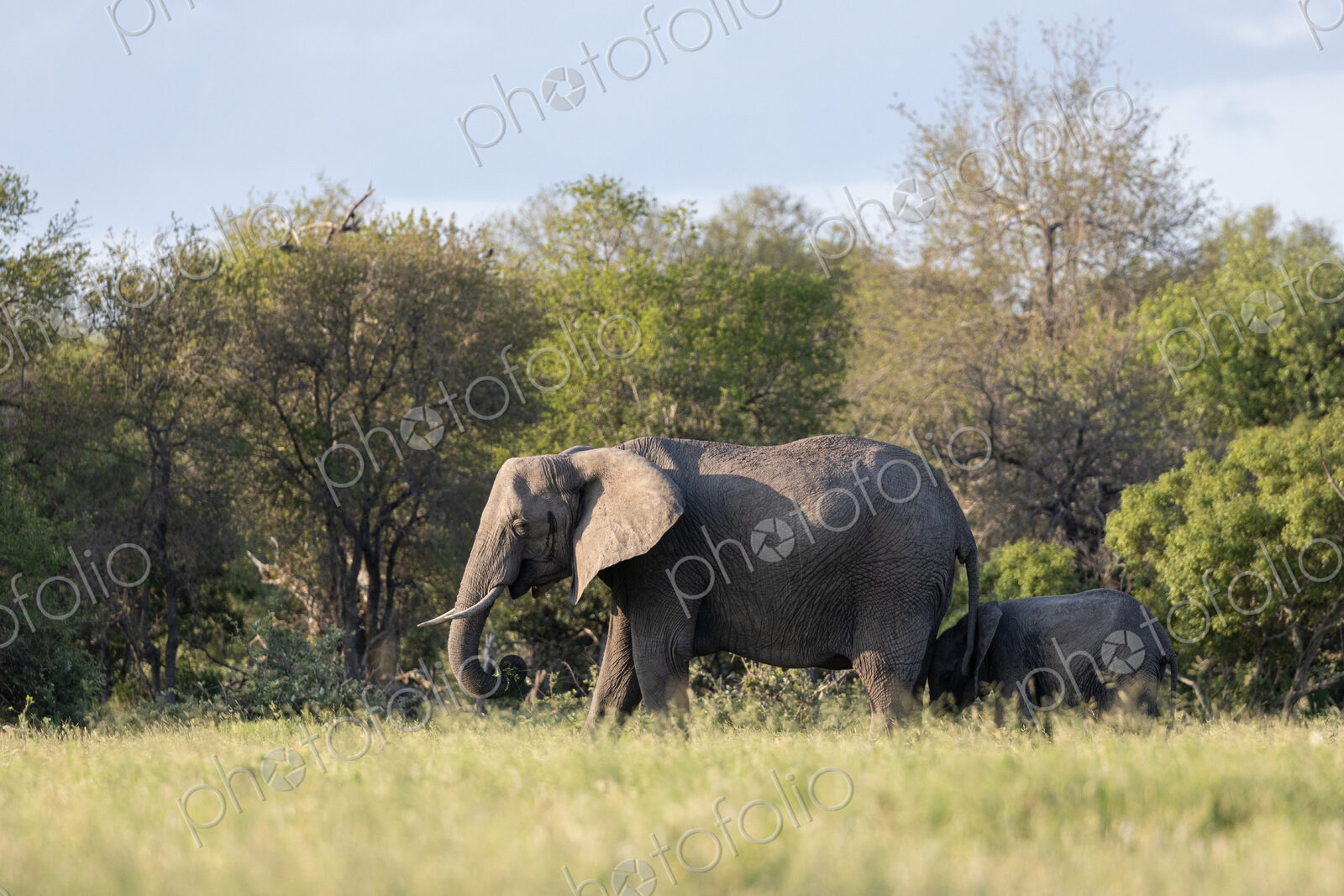 African elephant, Loxodonta africana, mother and calf walking together.