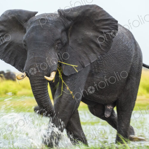African elephant (Loxodonta africana) wading through a watering hole, eating grass. African elephant (Loxodonta africana) wading through a watering hole, eating grass.