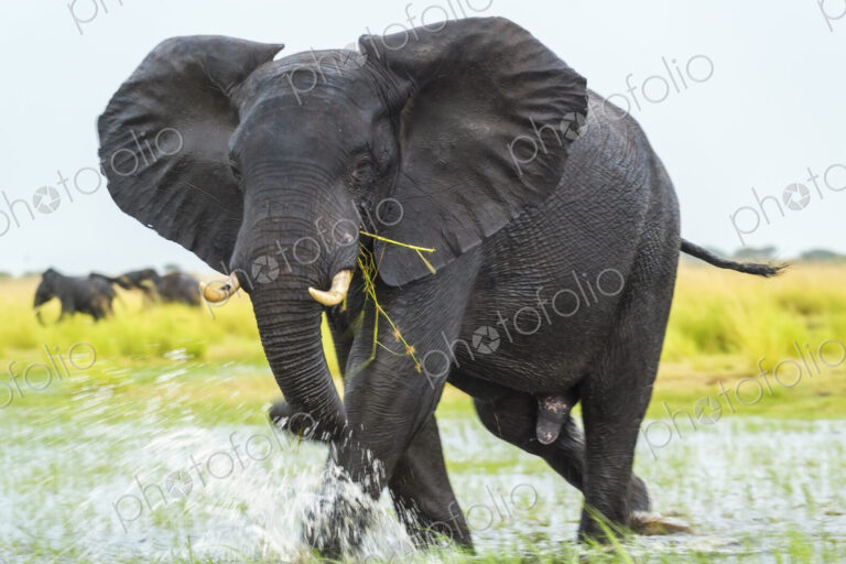 African elephant (Loxodonta africana) wading through a watering hole, eating grass.
