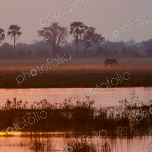 African elephant, Okavango Delta, Botswana African elephant, Okavango Delta, Botswana
