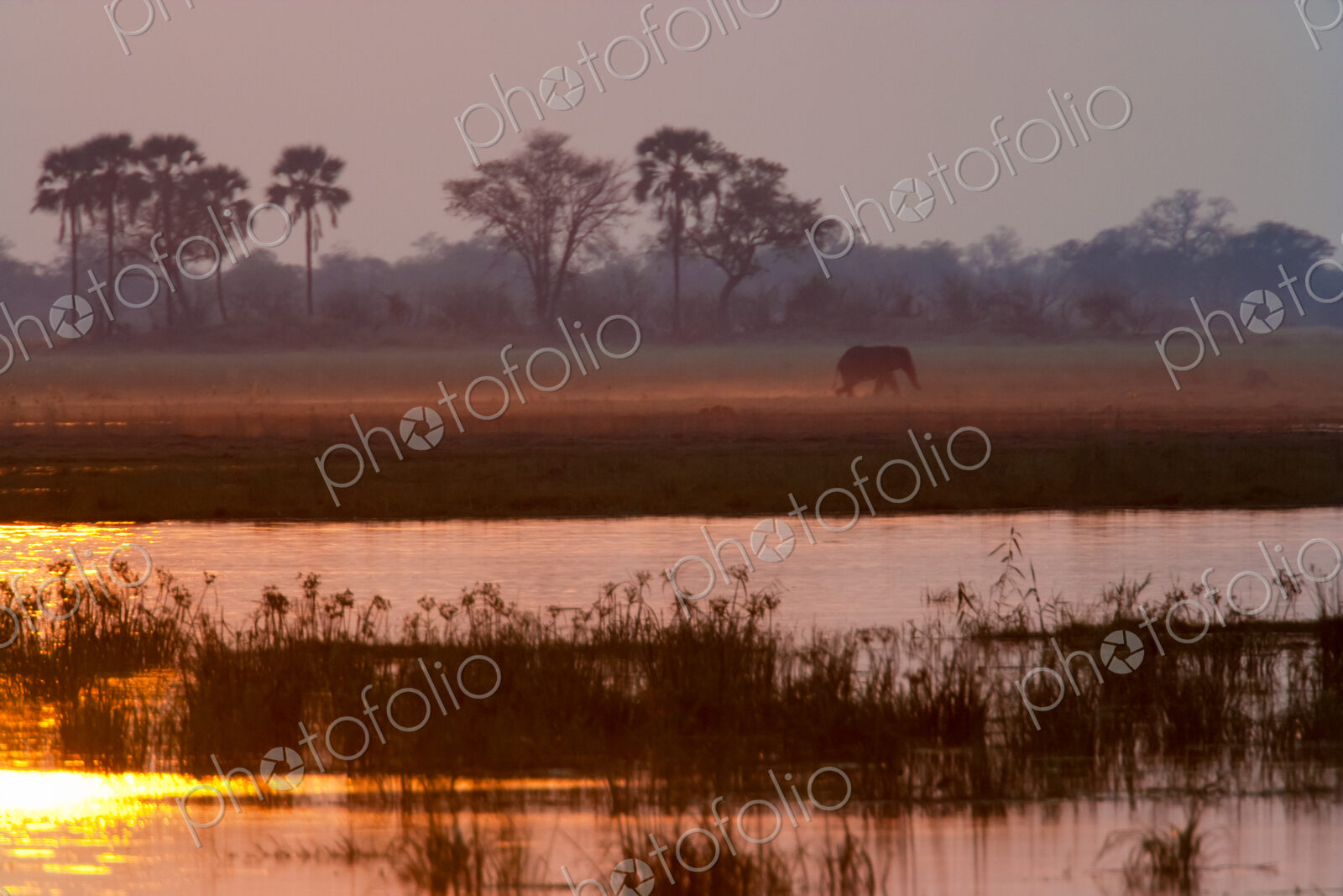 African elephant, Okavango Delta, Botswana