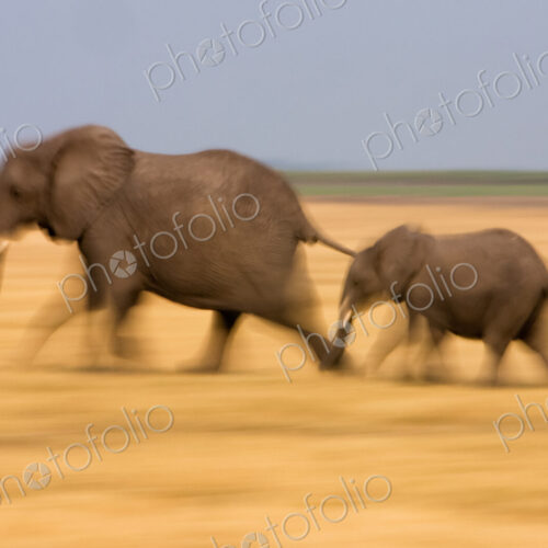 African elephant and calf, Botswana