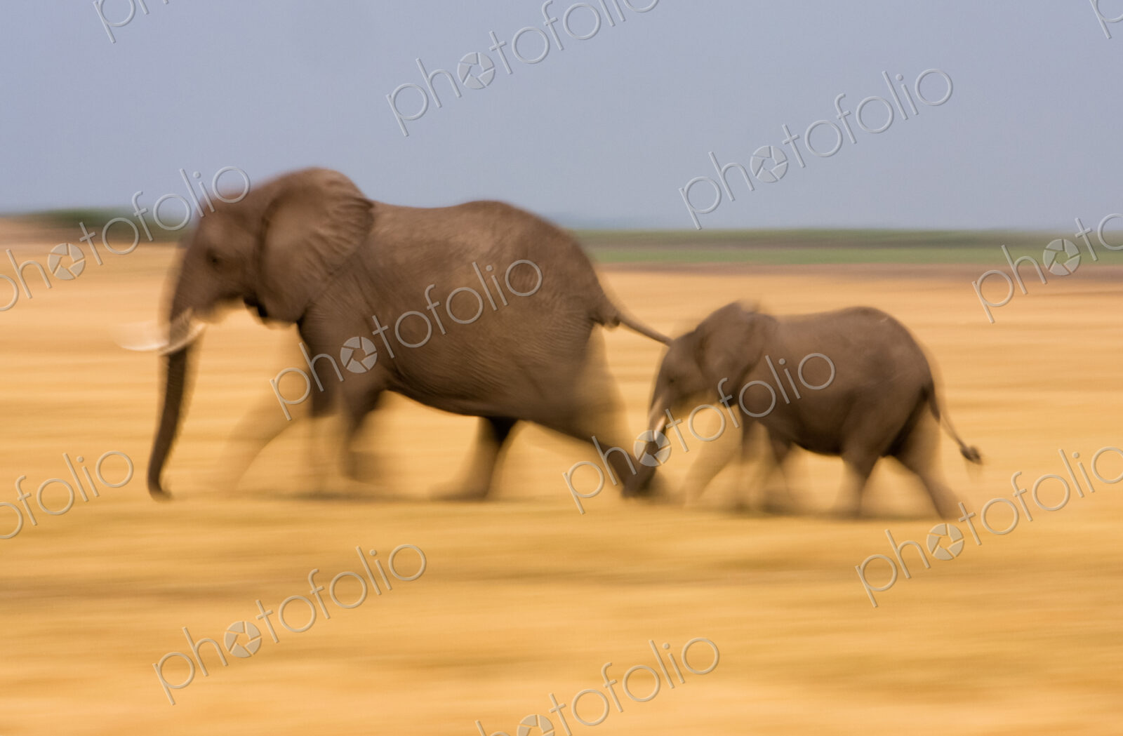 African elephant and calf, Botswana