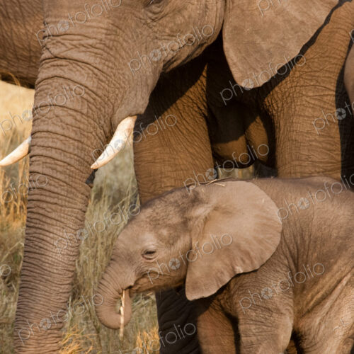African elephant and calf, Okavango Delta, Botswana African elephant and calf, Okavango Delta, Botswana