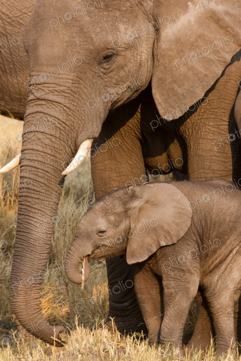 African elephant and calf, Okavango Delta, Botswana