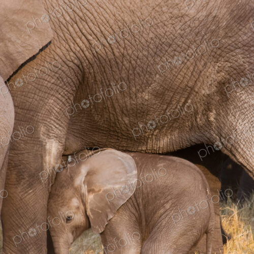 African elephant and calf, Okavango Delta, Botswana African elephant and calf, Okavango Delta, Botswana