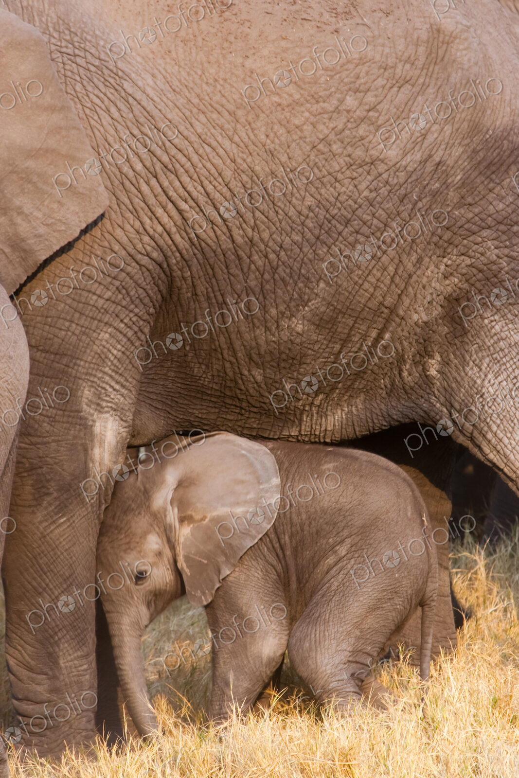 African elephant and calf, Okavango Delta, Botswana