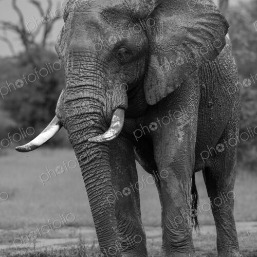 African elephant bull, Loxodonta africana, at a waterhole, black and white image. African elephant bull, Loxodonta africana, at a waterhole, black and white image.