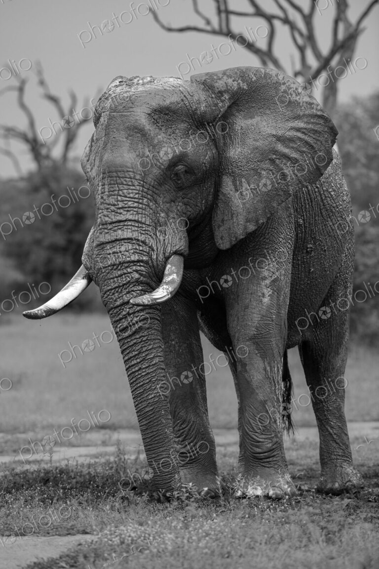 African elephant bull, Loxodonta africana, at a waterhole, black and white image.