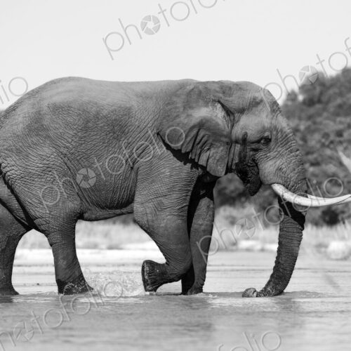 African elephant bull, Loxodonta africana, at a waterhole, black and white image. African elephant bull, Loxodonta africana, at a waterhole, black and white image.