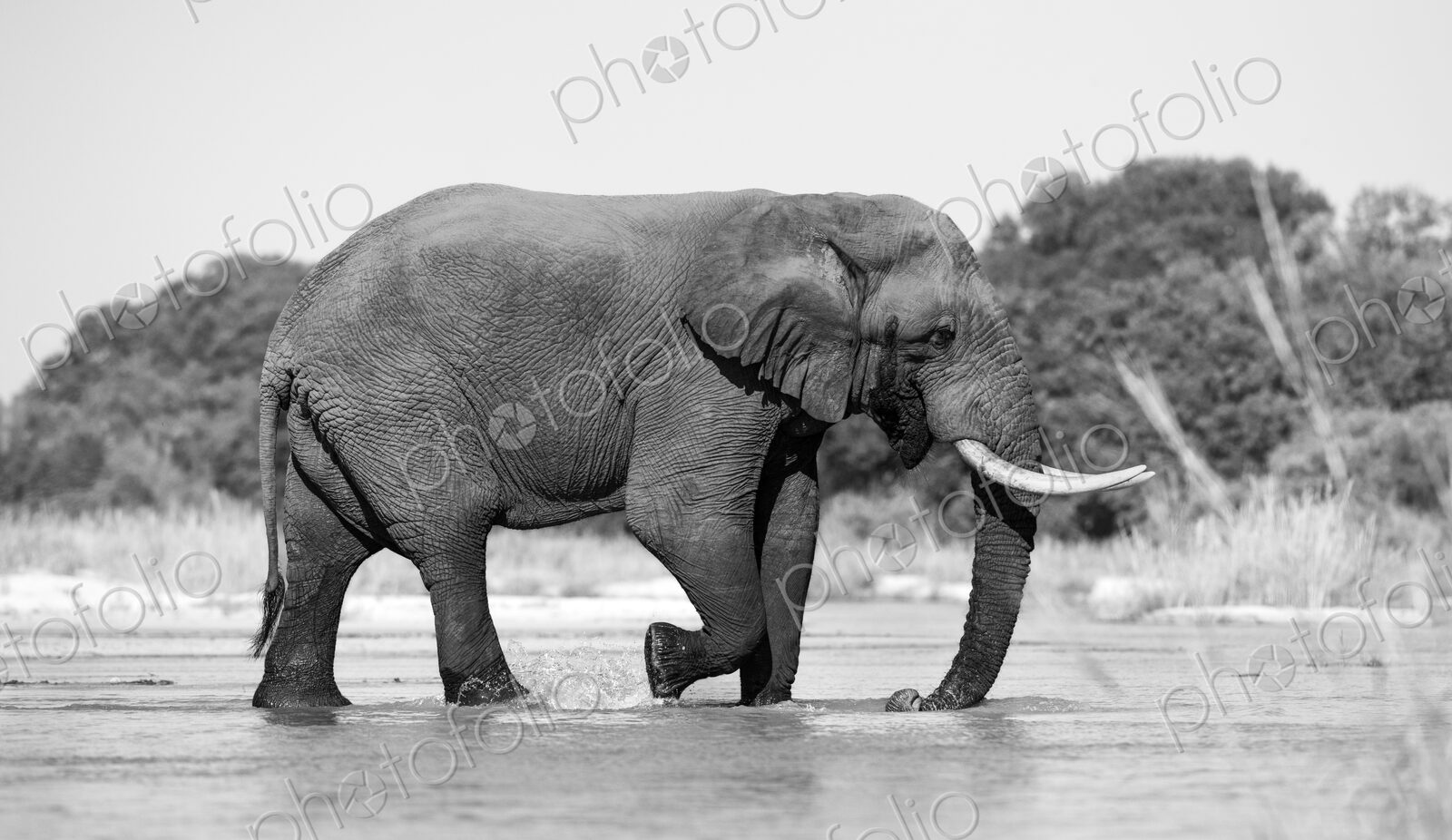 African elephant bull, Loxodonta africana, at a waterhole, black and white image.