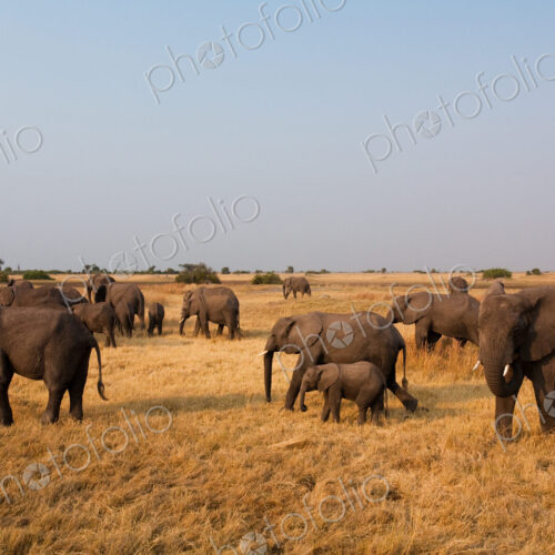 African elephant herd, Botswana