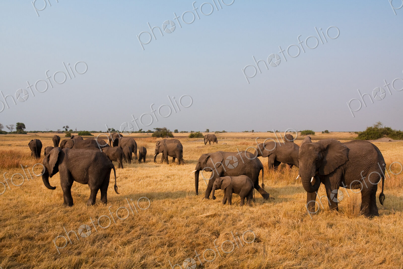 African elephant herd, Botswana