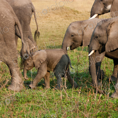 African elephant herd, Botswana