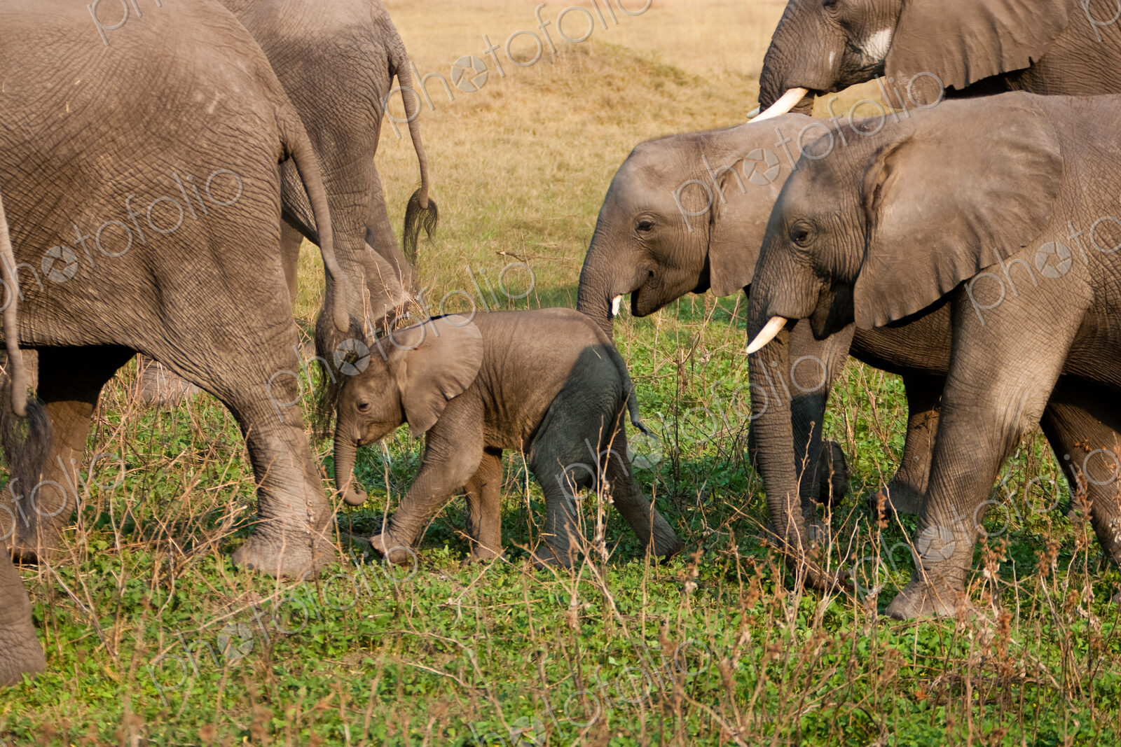 African elephant herd, Botswana