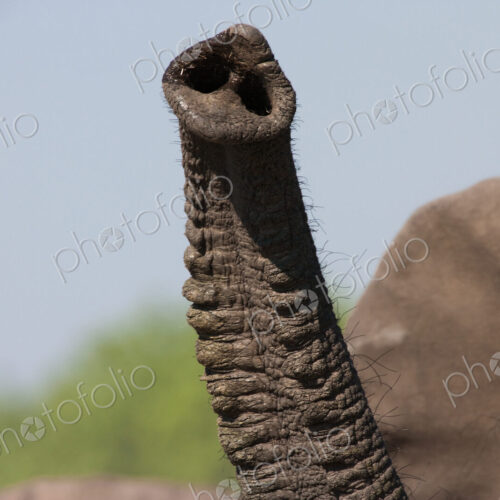 African elephant trunk, Botswana African elephant trunk, Botswana