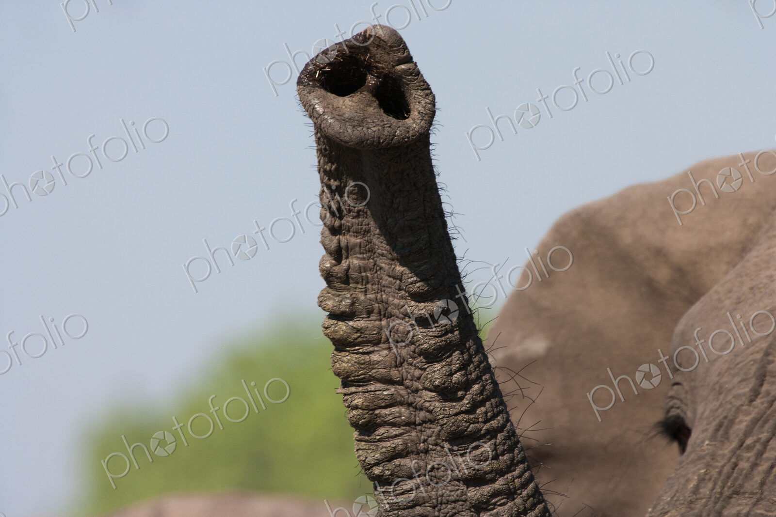 African elephant trunk, Botswana