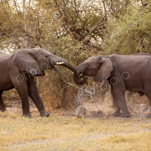 African elephants, Chobe National Park, Botswana African elephants, Chobe National Park, Botswana