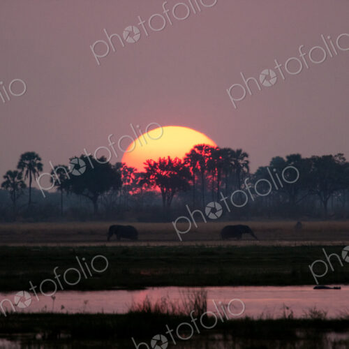 African elephants, Okavango Delta, Botswana African elephants, Okavango Delta, Botswana