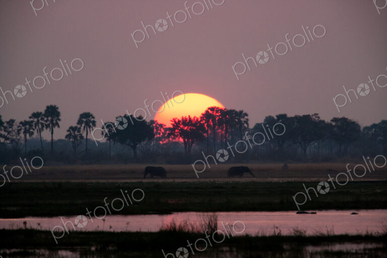 African elephants, Okavango Delta, Botswana
