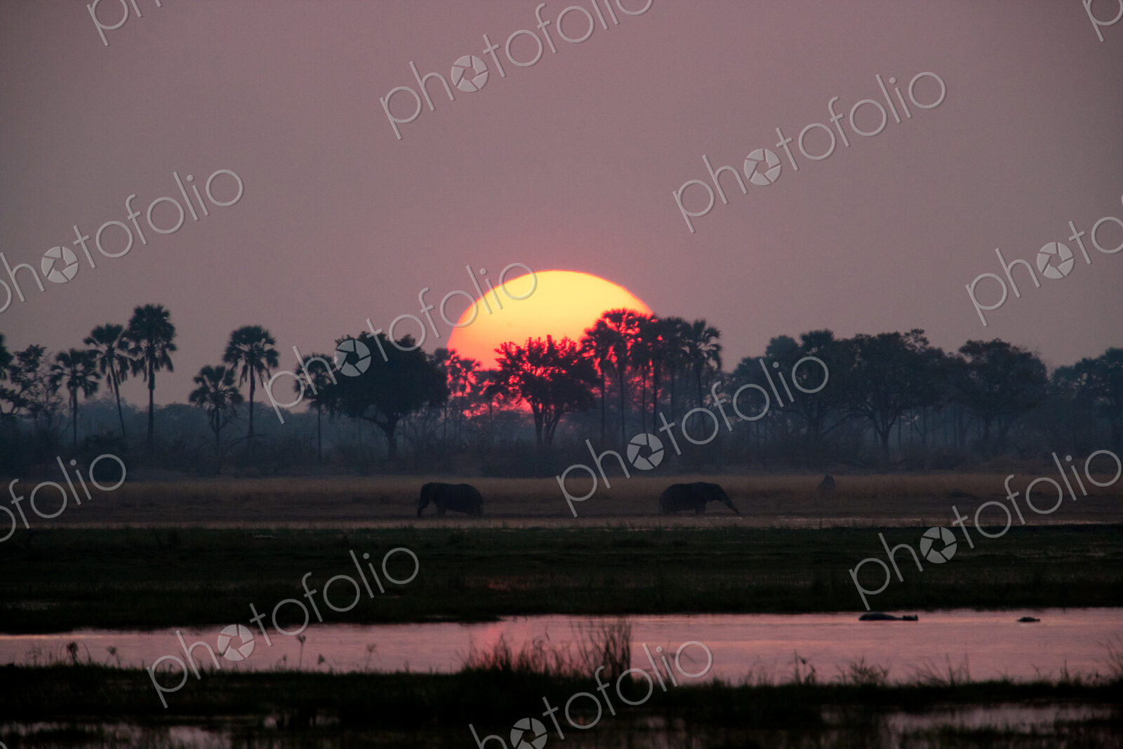 African elephants, Okavango Delta, Botswana