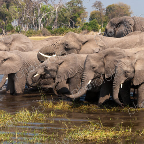 African elephants, Okavango Delta, Botswana