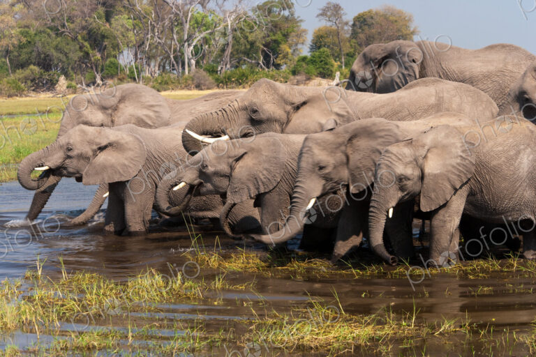 African elephants, Okavango Delta, Botswana