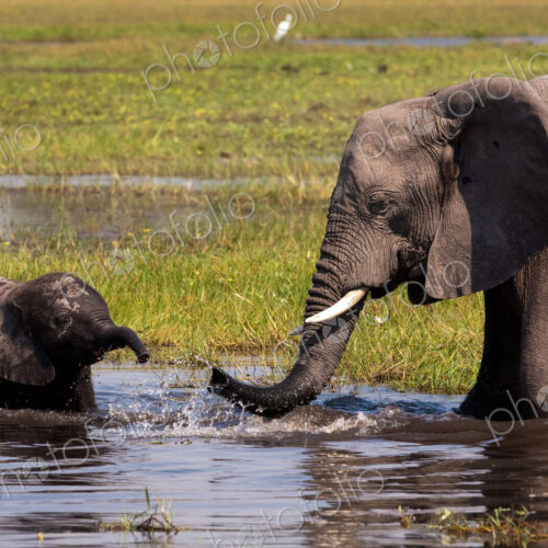 African elephants, Okavango Delta, Botswana African elephants, Okavango Delta, Botswana