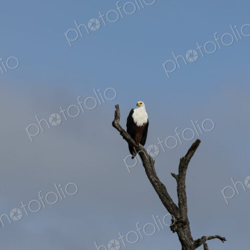 African fish eagle, Haliaeetus vocifer, perched on a tree. African fish eagle, Haliaeetus vocifer, perched on a tree.