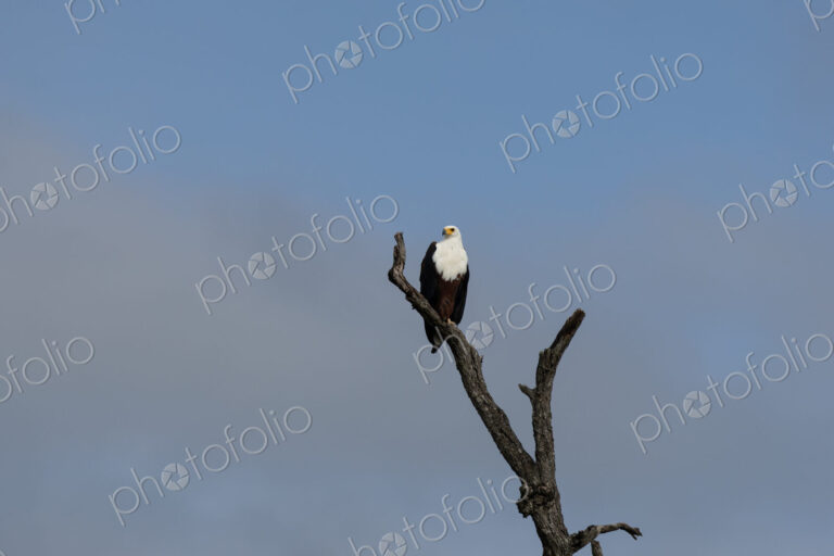 African fish eagle, Haliaeetus vocifer, perched on a tree.