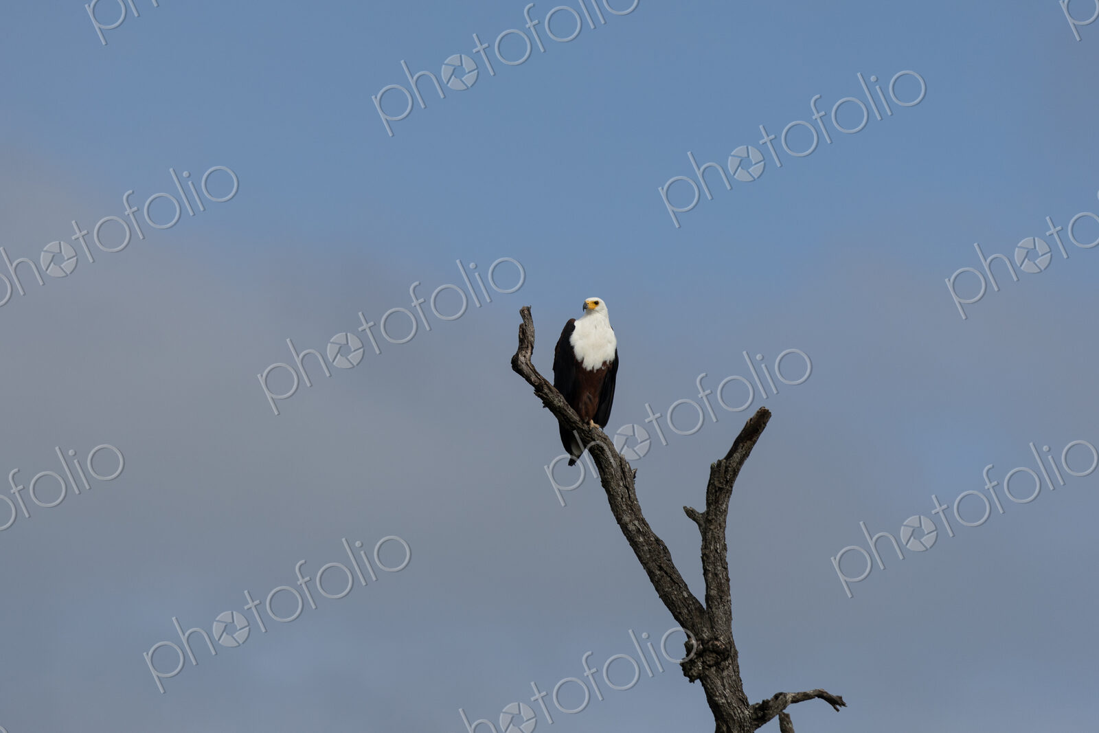 African fish eagle, Haliaeetus vocifer, perched on a tree.