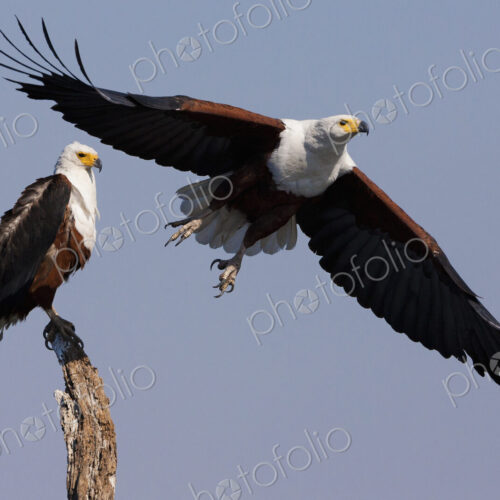 African fish eagles, Chobe National Park, Botswana African fish eagles, Chobe National Park, Botswana
