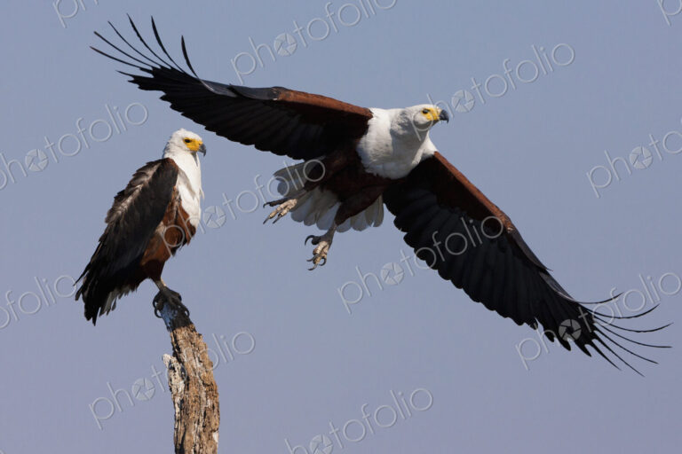 African fish eagles, Chobe National Park, Botswana