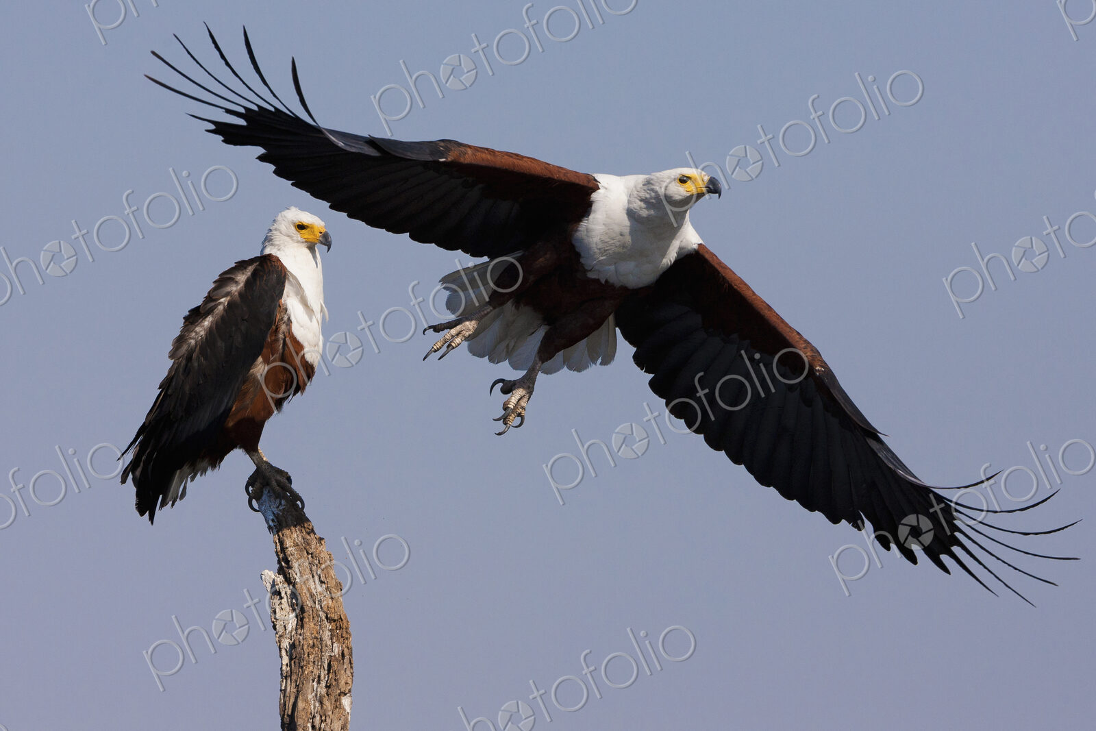 African fish eagles, Chobe National Park, Botswana