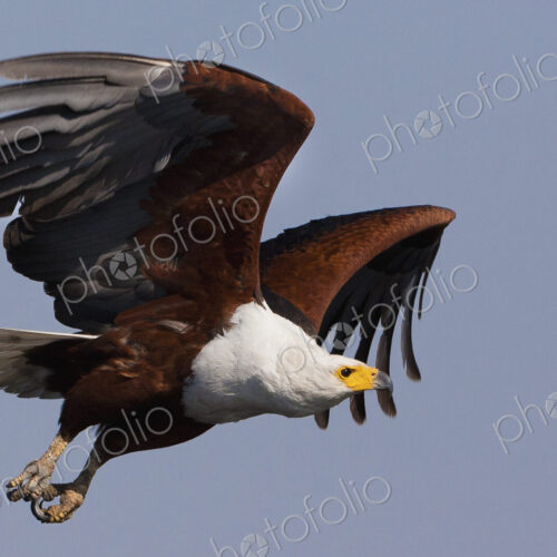 African fish eagles, Chobe National Park, Botswana African fish eagles, Chobe National Park, Botswana