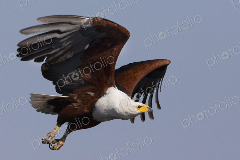 African fish eagles, Chobe National Park, Botswana
