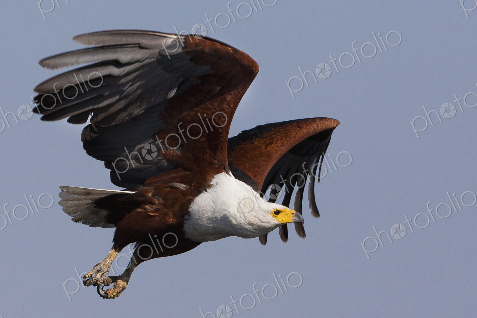 African fish eagles, Chobe National Park, Botswana