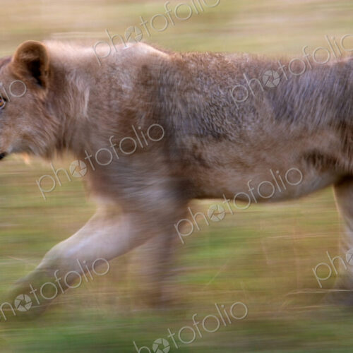 African lion, Botswana African lion, Botswana
