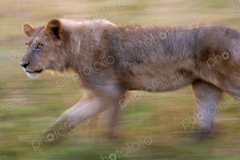 African lion, Botswana