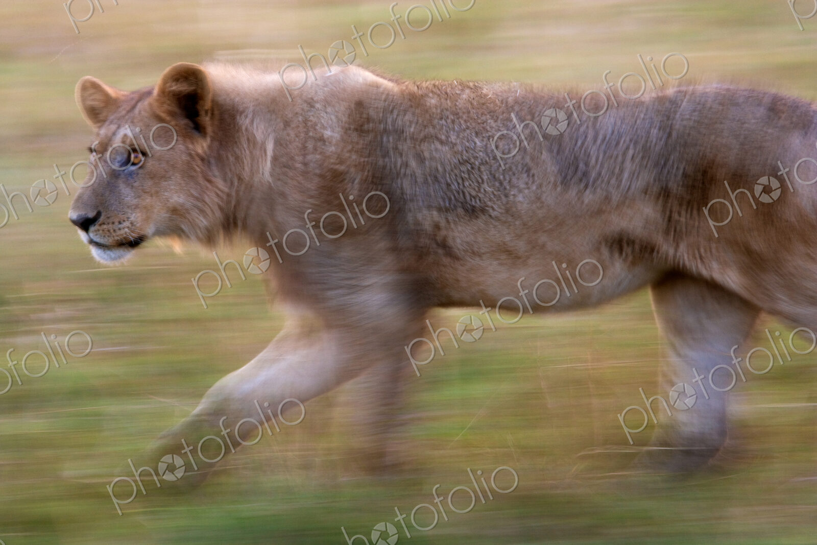 African lion, Botswana