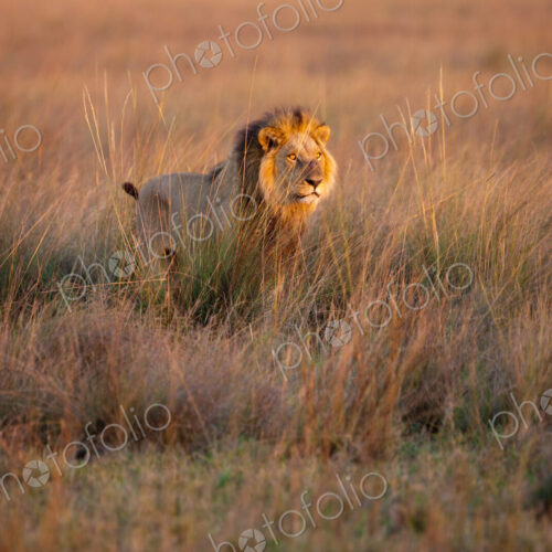 African lion, Duba Plains, Botswana African lion, Duba Plains, Botswana