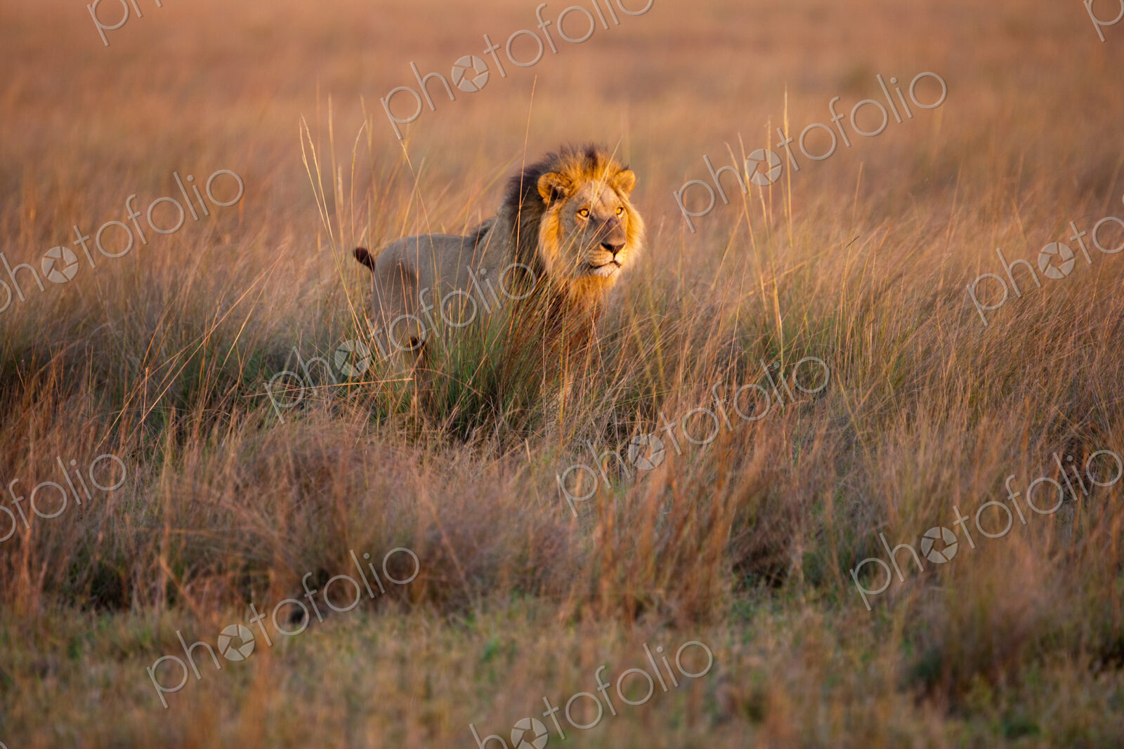 African lion, Duba Plains, Botswana