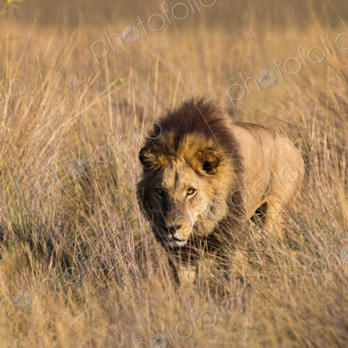 African lion, Duba Plains, Botswana