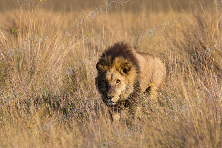 African lion, Duba Plains, Botswana