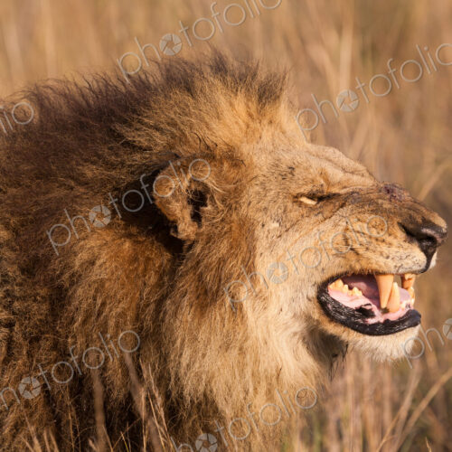 African lion, Duba Plains, Botswana African lion, Duba Plains, Botswana
