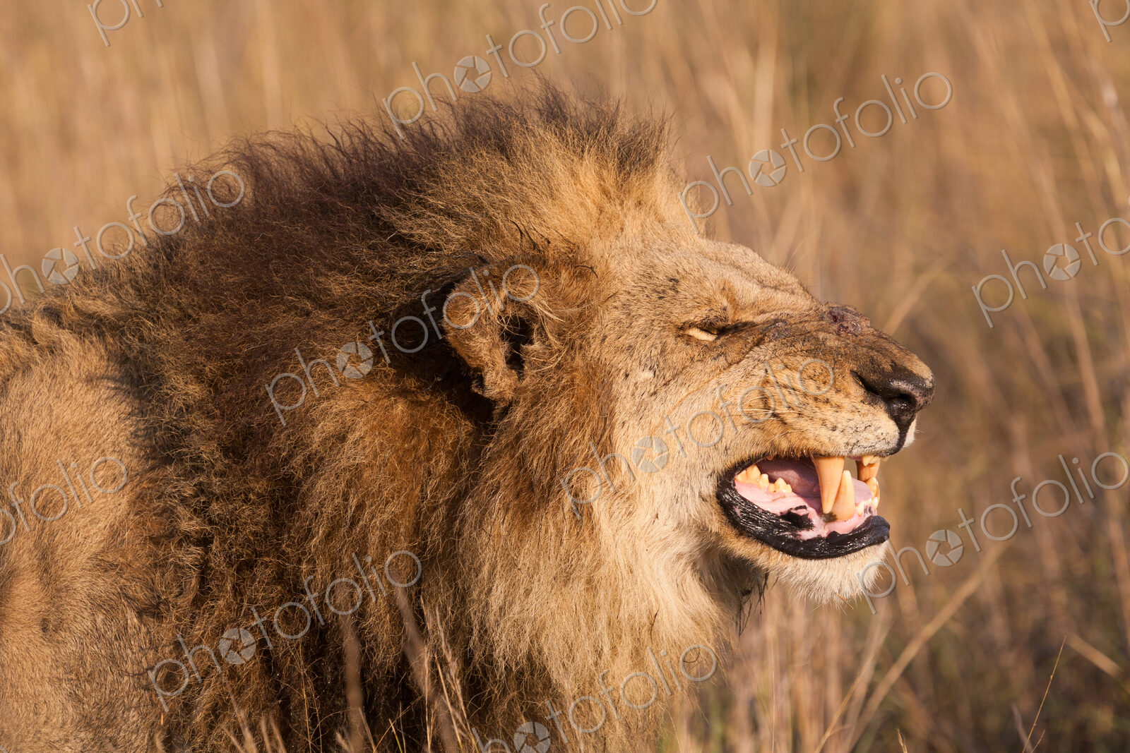 African lion, Duba Plains, Botswana