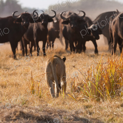 African lion and buffalo, Botswana