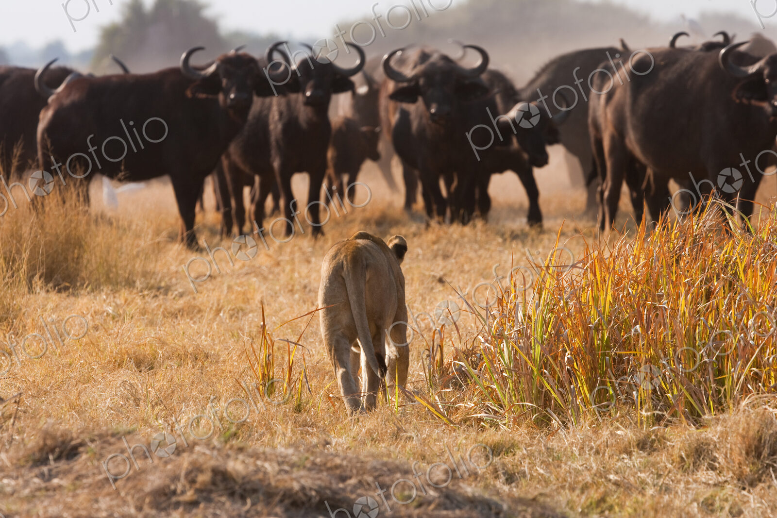 African lion and buffalo, Botswana