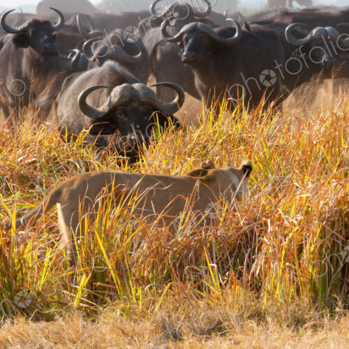 African lion and buffalo, Botswana